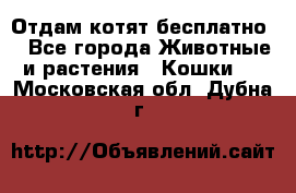 Отдам котят бесплатно  - Все города Животные и растения » Кошки   . Московская обл.,Дубна г.